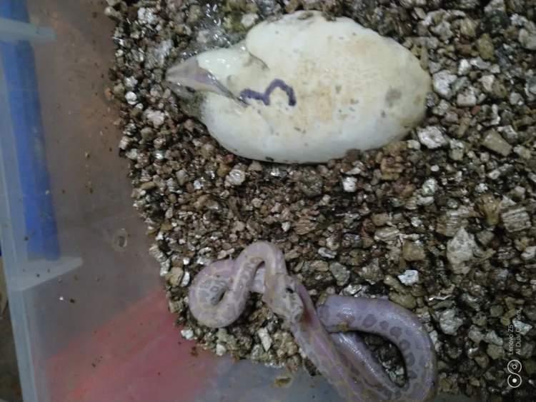 最新萌萌萌盘，小巷中的隐藏美食宝藏探秘