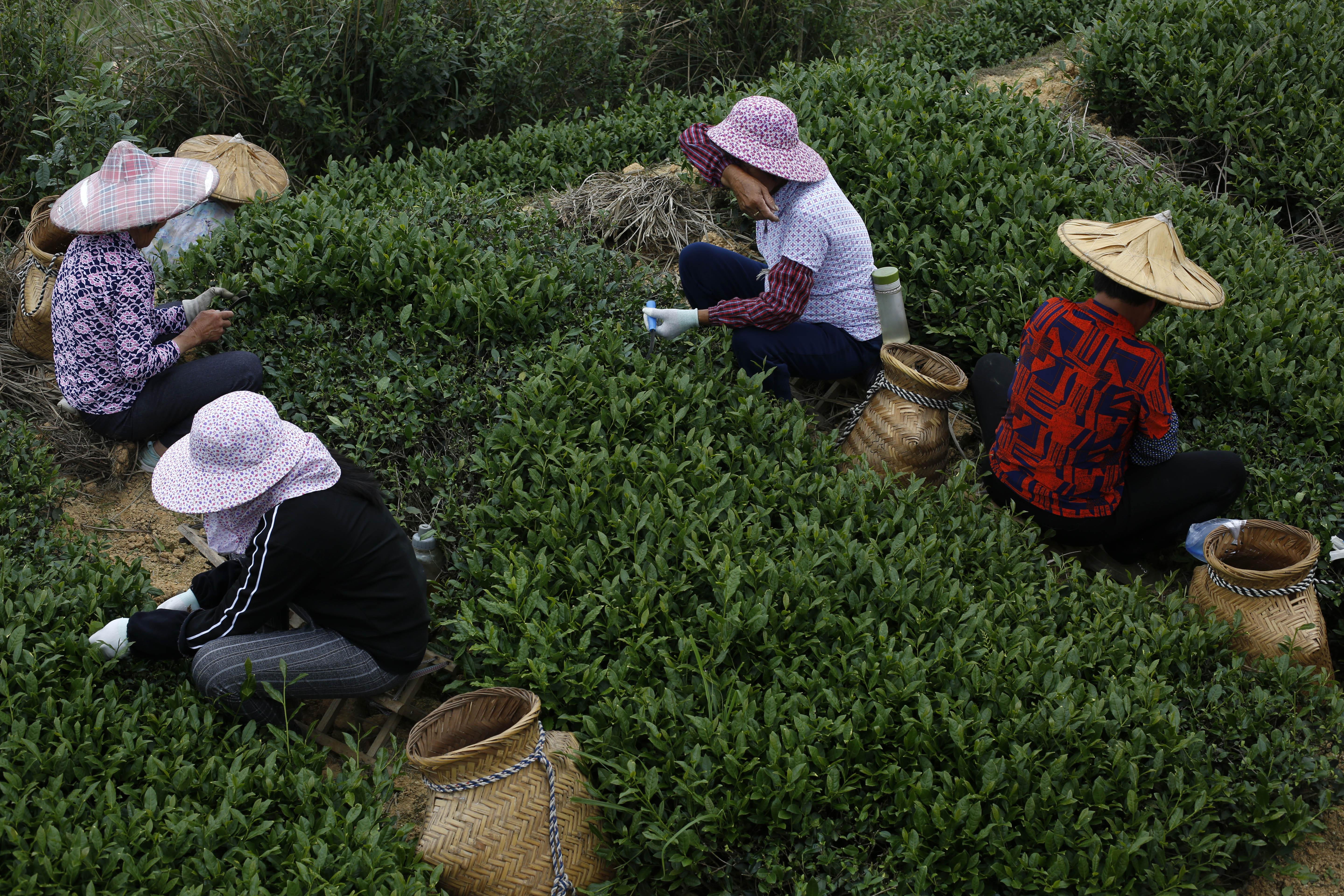最新采茶机助力茶园高效生产🌿