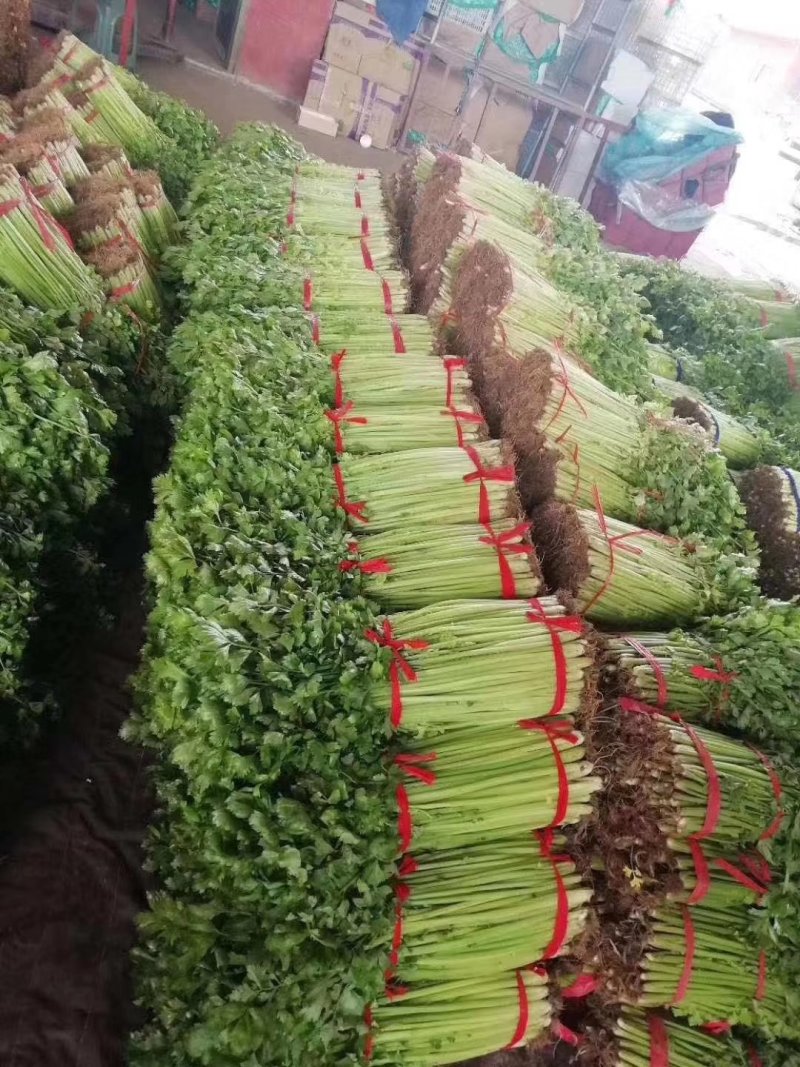最新芹菜价格揭秘与行情分析🥦🌸