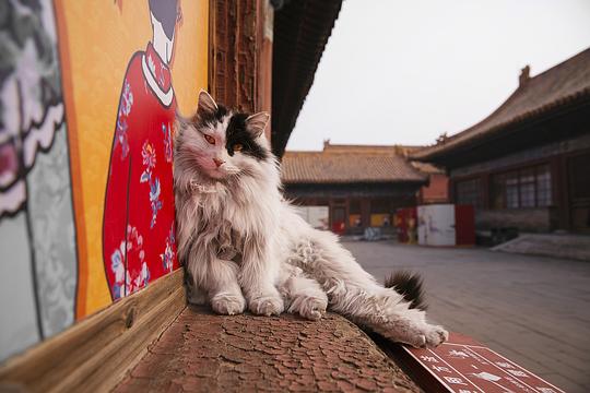故宫猫最新探秘，一场寻找内心宁静的猫步之旅