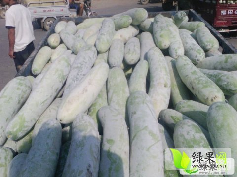 今日冬瓜价格行情大揭秘！